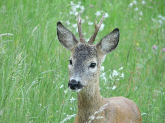 Mladík na 5 metrov.