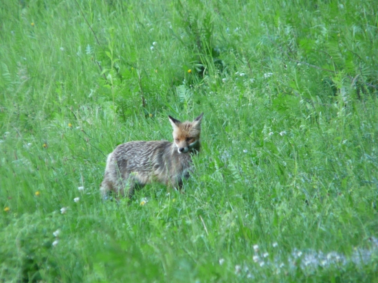 Ešte v zimnom kožuchu