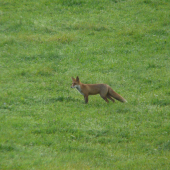 Pri čakaní na jelena