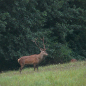Po líške prišiel aj jelen