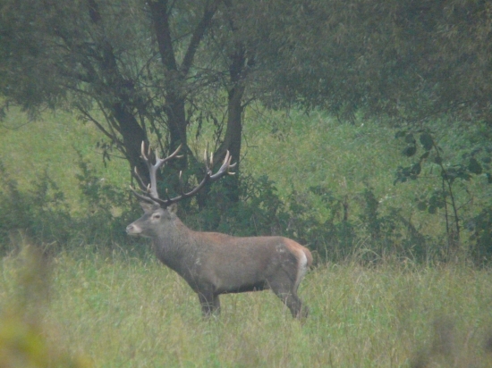 Včerajší dvadsatorák