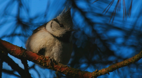 parukářka