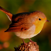 posel svítání ...