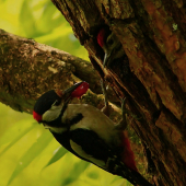 Dáš si třešničku ??