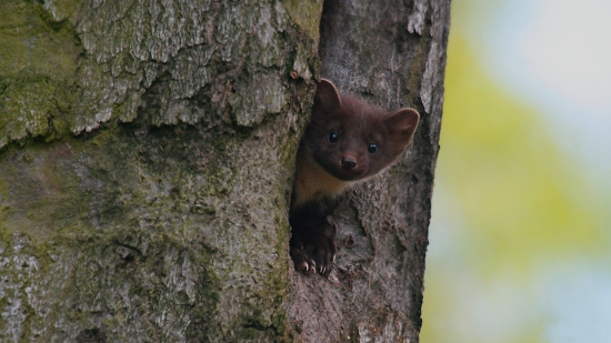 mladá kuna lesní v dutině buku ...