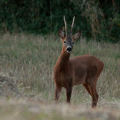 včerejší setkání na strništi ...