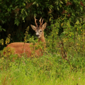 pod bezovým keřem ...