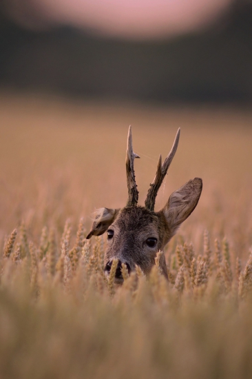 se svěšeným slechem