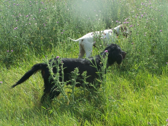 Vystavujeme bažantika :)