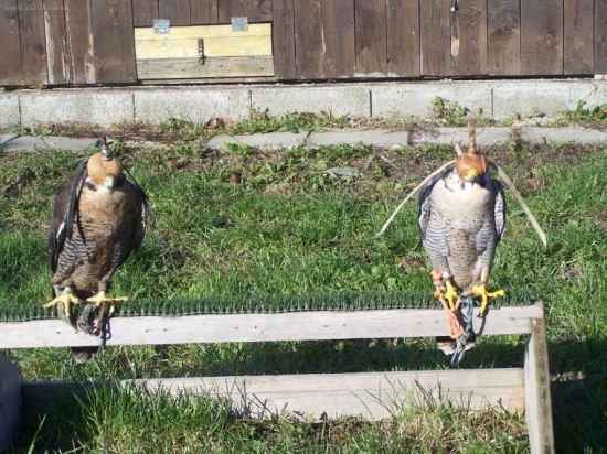 Bude z nás pekný párik