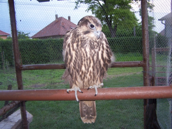 Mladý rároh - samica