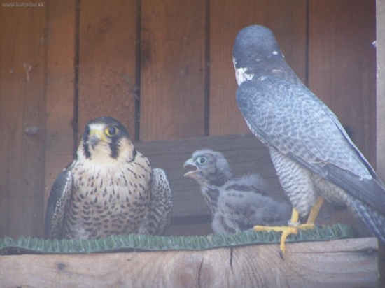 Ale vážne, s kým to máš?