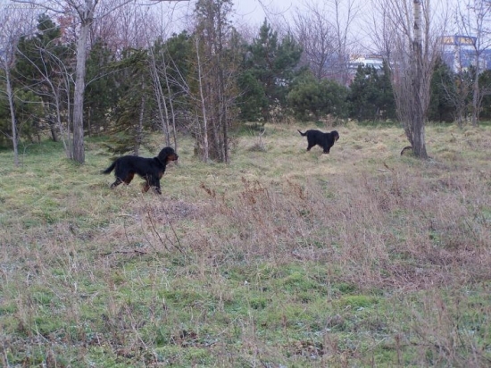 vystavovanie jarabíc