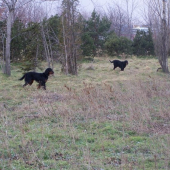 vystavovanie jarabíc