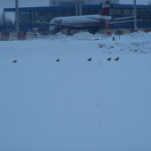 Rýchlo, uletí nám to!