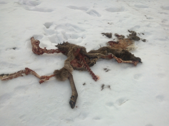 Keď vlkom praje počasie :(