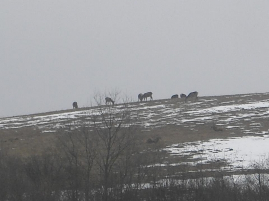 Vysoká