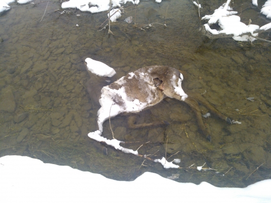 ..nespočítateľná obeť tejto zimy.....