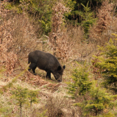 a nebola sama, ale aj s malými :)