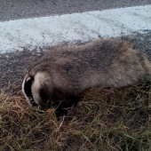 škoda, že vyšla na cestu ....