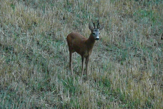 srnčia zver