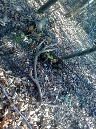 zhod 6 ročného jeleňa