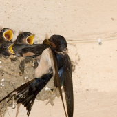 starostlivosť o potomstvo