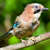 Sojka obecná (Garrulus glandarius)