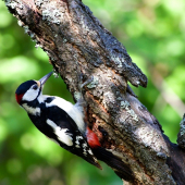 dobrý deň pán doktor