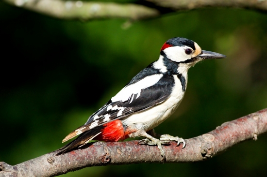 Dendrocopos major