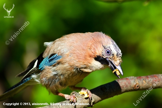 Garrulus Glandarius