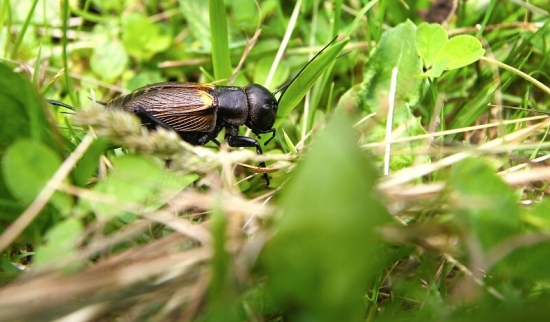 Svrček poľný - Gryllus campestris