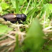 Svrček poľný - Gryllus campestris