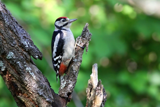 Dendrocopos major _ Ďateľ veľký