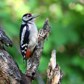 Dendrocopos major _ Ďateľ veľký