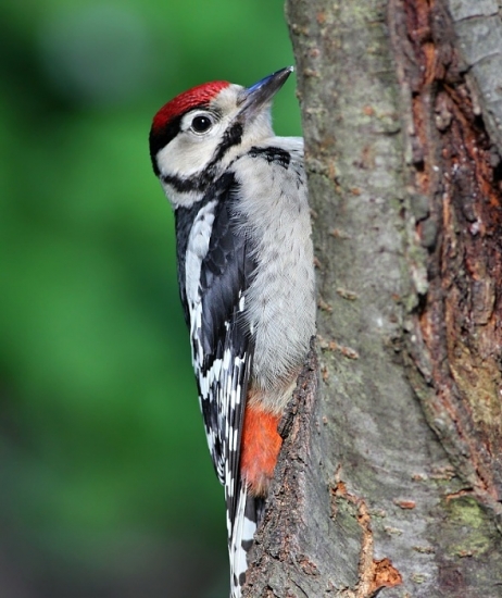Dendrocopos major _ Ďateľ veľký