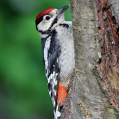 Dendrocopos major _ Ďateľ veľký