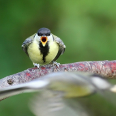 héééj, daj mi !!!