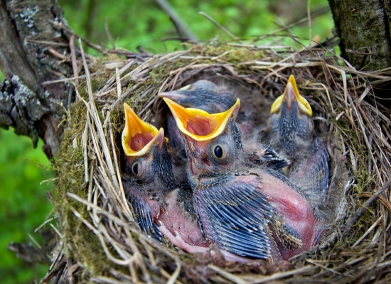 5 dňové hladné krky