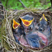 5 dňové hladné krky