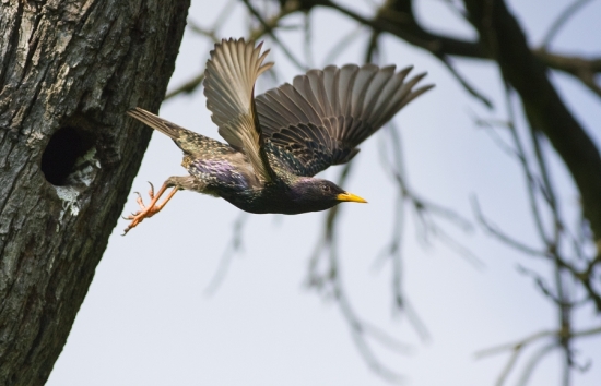 letovka pri kŕmení