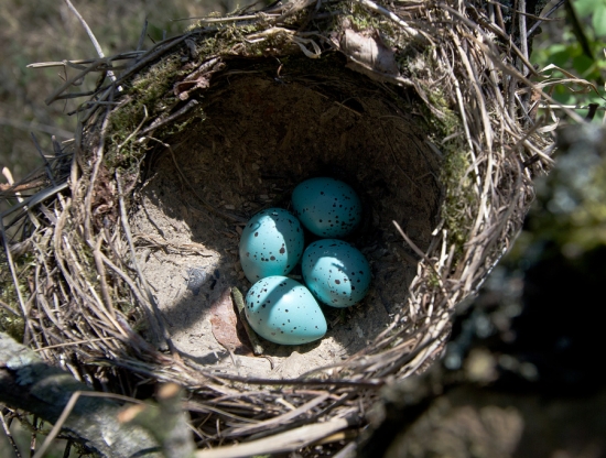 vajíčka drozda trskotavého