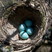 vajíčka drozda trskotavého
