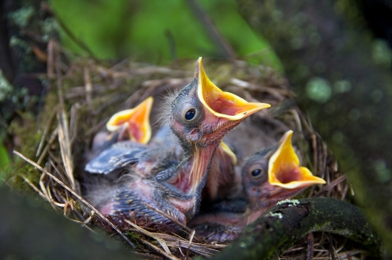 mláďatá Drozda trskotavého - Turdus viscivorus