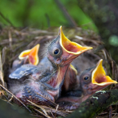 mláďatá Drozda trskotavého - Turdus viscivorus