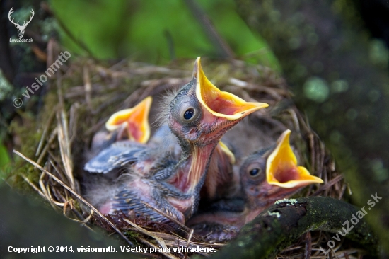 mláďatá Drozda trskotavého - Turdus viscivorus