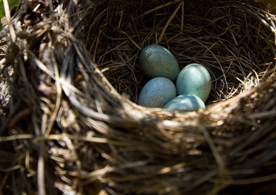 vajíčka drozda čierneho