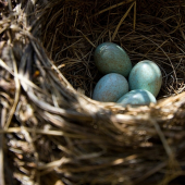 vajíčka drozda čierneho
