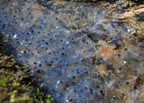 vajíčka skokana hnedého