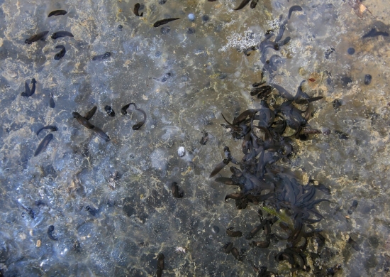 larvy skokana hnedého